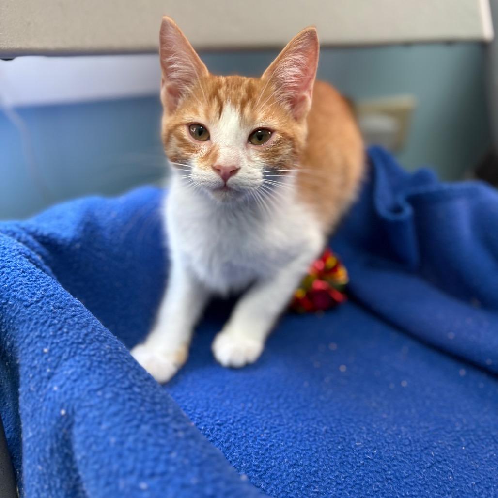 Enlarge Morgan, a Adoptable Domestic Short Hair in New Fairfield, CT image 2/5