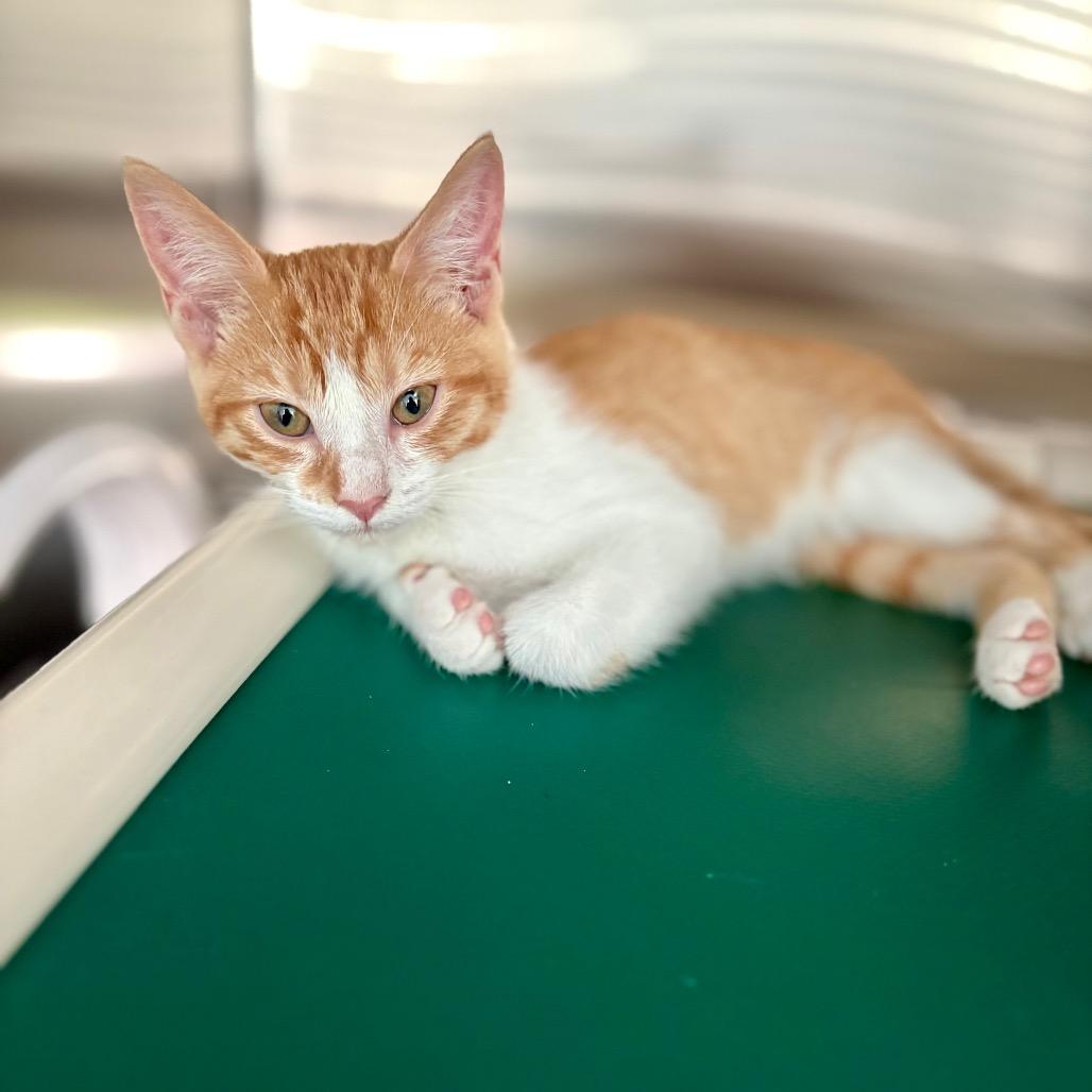 Enlarge Morgan, a Adoptable Domestic Short Hair in New Fairfield, CT image 3/5