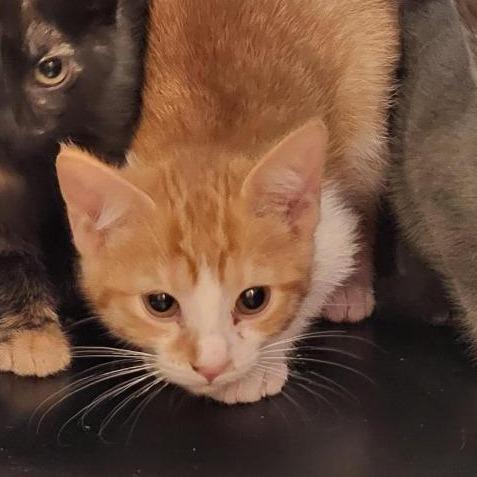 Enlarge Morgan, a Adoptable Domestic Short Hair in New Fairfield, CT image 4/5
