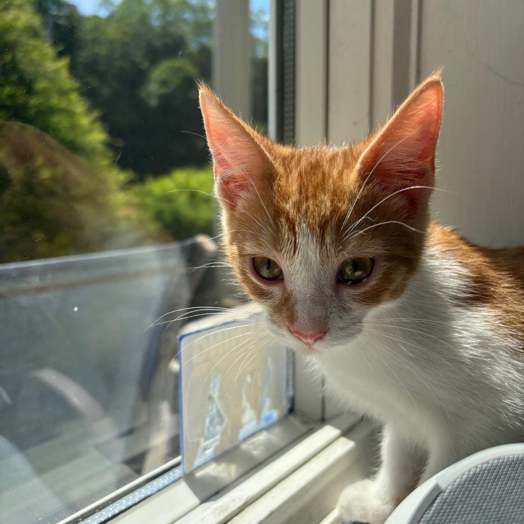 Enlarge Morgan, a Adoptable Domestic Short Hair in New Fairfield, CT image 5/5