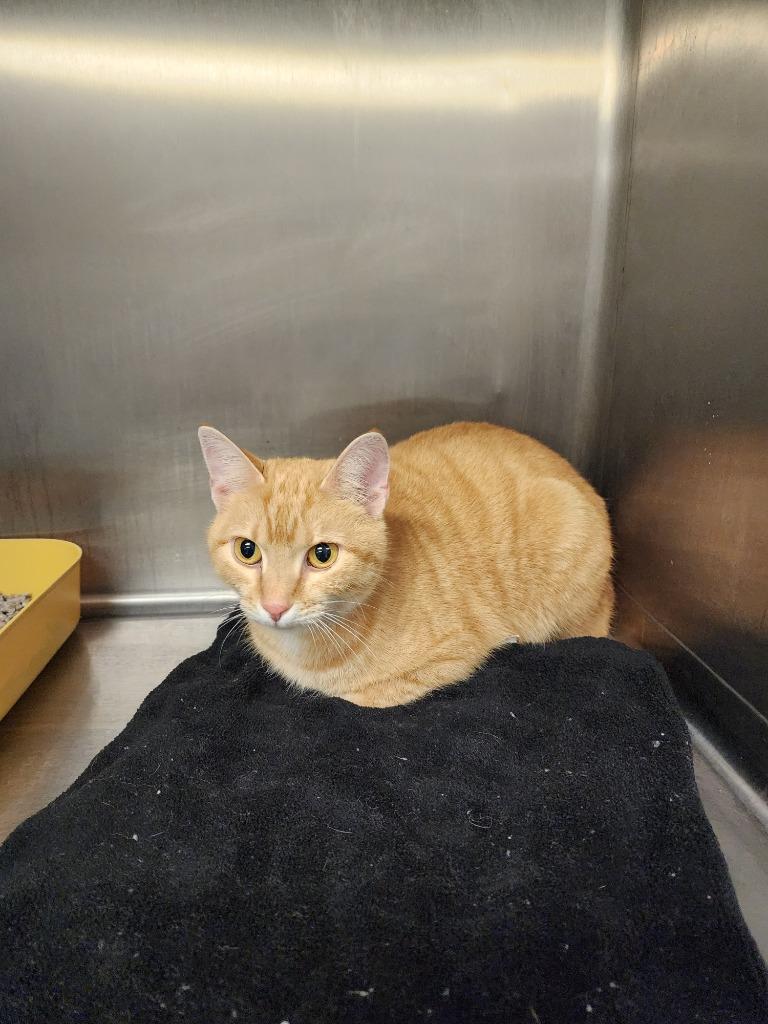 FAIRFIELD - STRAY HOLD UNTIL 1/20/26, Adoptable, Adult Female Domestic Short Hair.