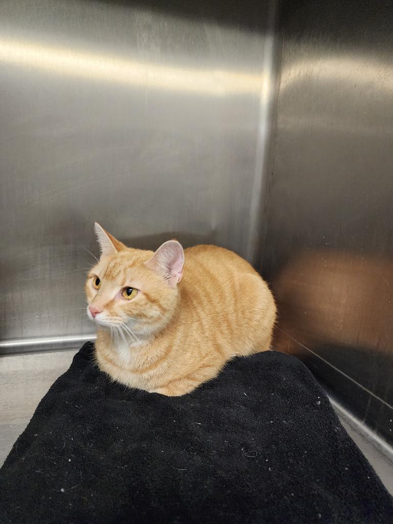 Enlarge FAIRFIELD - STRAY HOLD UNTIL 1/20/26, a Adoptable mixed breed in Athens, AL image 2/5