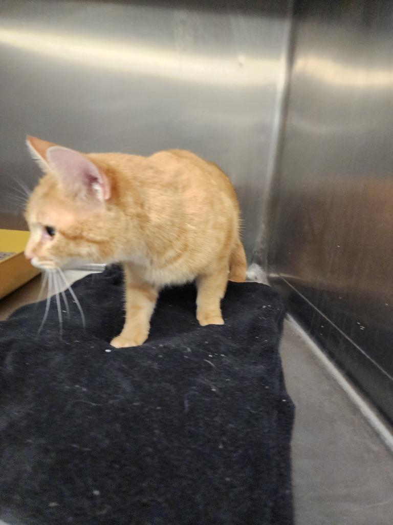 Enlarge FAIRFIELD - STRAY HOLD UNTIL 1/20/26, a Adoptable mixed breed in Athens, AL image 3/5