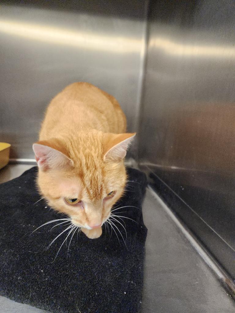 Enlarge FAIRFIELD - STRAY HOLD UNTIL 1/20/26, a Adoptable mixed breed in Athens, AL image 5/5