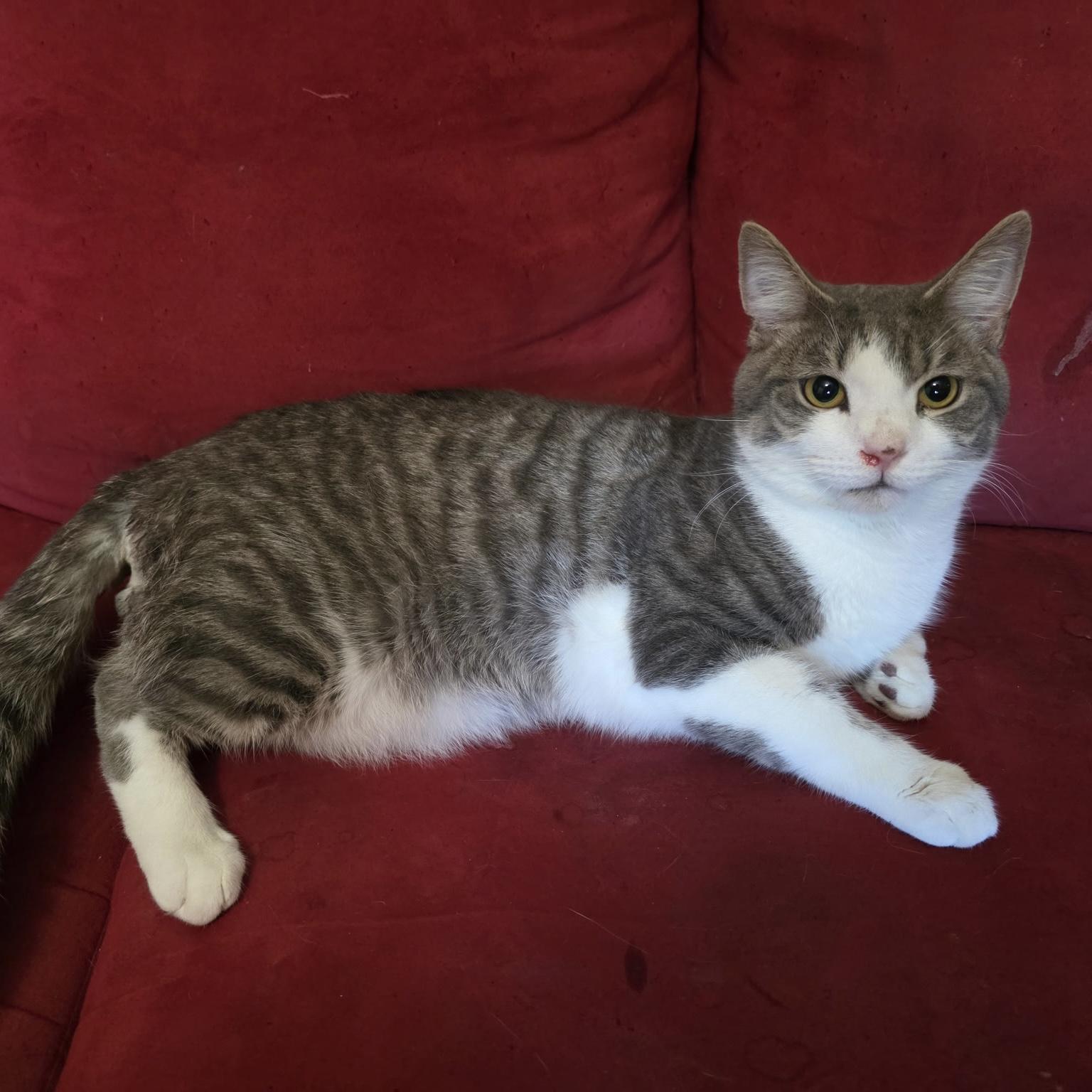 PJ Chunky, ADOPTABLE, Young Male Domestic Short Hair.