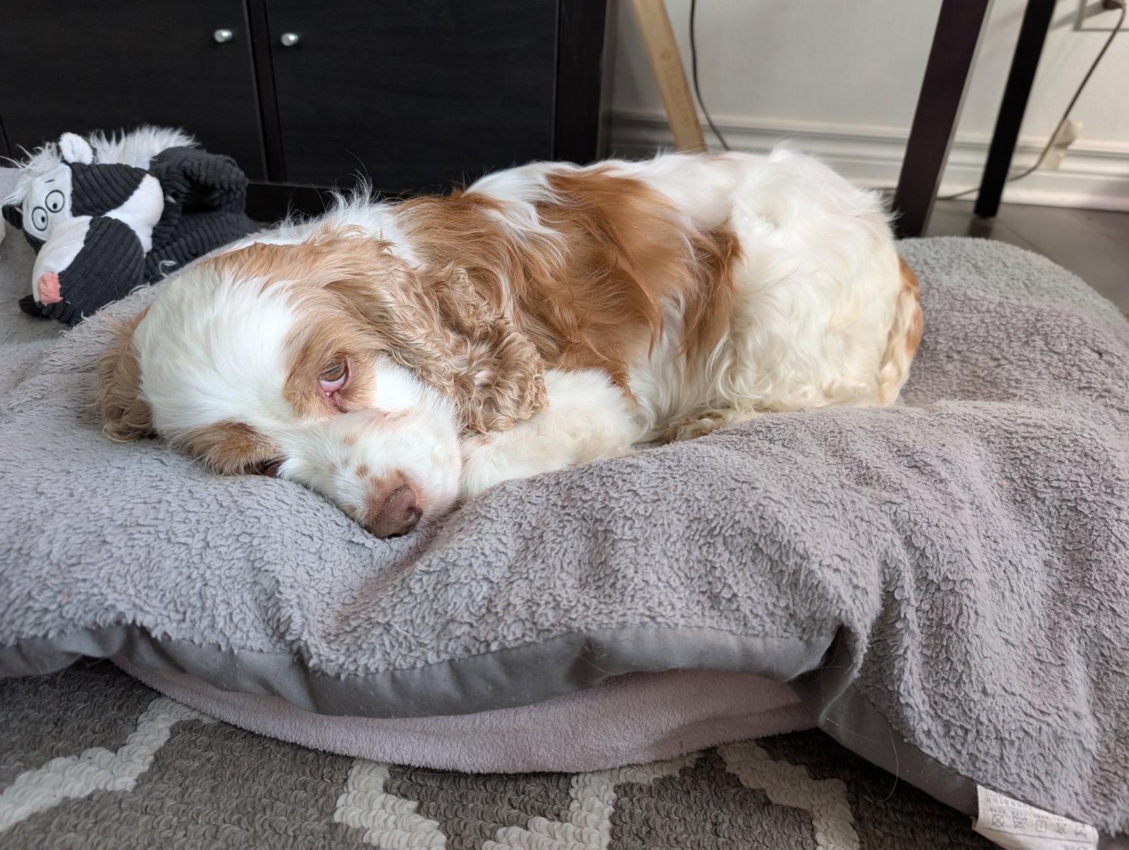 Enlarge Misty, a Adoptable Cocker Spaniel in Etobicoke, ON image 1/3