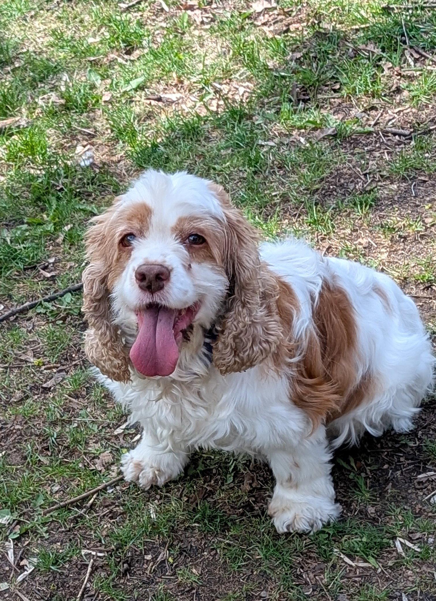 Enlarge Misty, a Adoptable Cocker Spaniel in Etobicoke, ON image 2/3