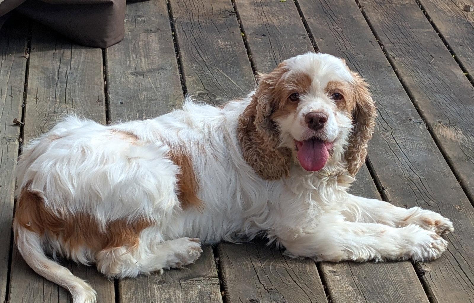 Enlarge Misty, a Adoptable Cocker Spaniel in Etobicoke, ON image 3/3