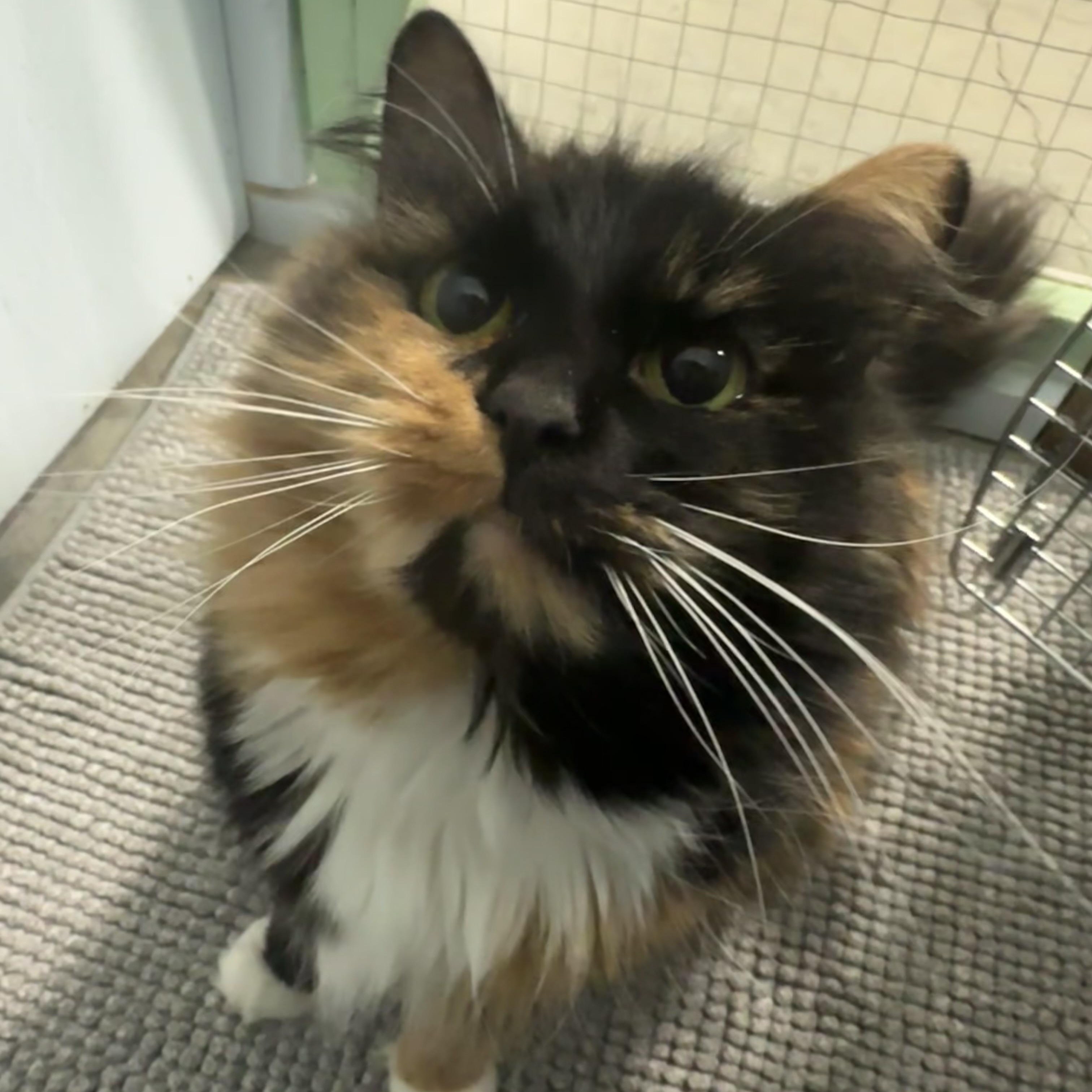 Harley Quinn, adopted, Adult Female Domestic Long Hair.