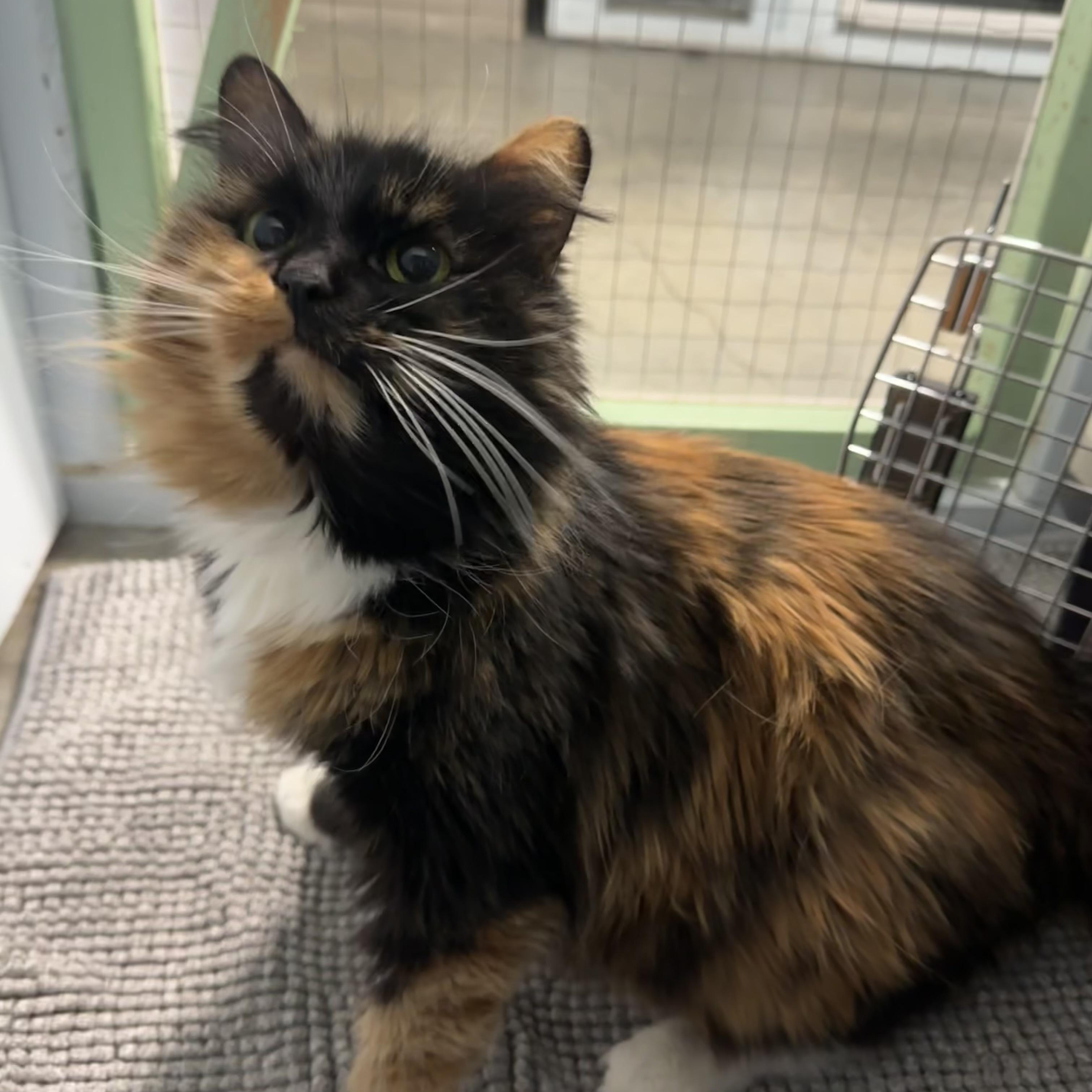 Enlarge Harley Quinn, an adopted Domestic Long Hair in Mission, BC image 3/4