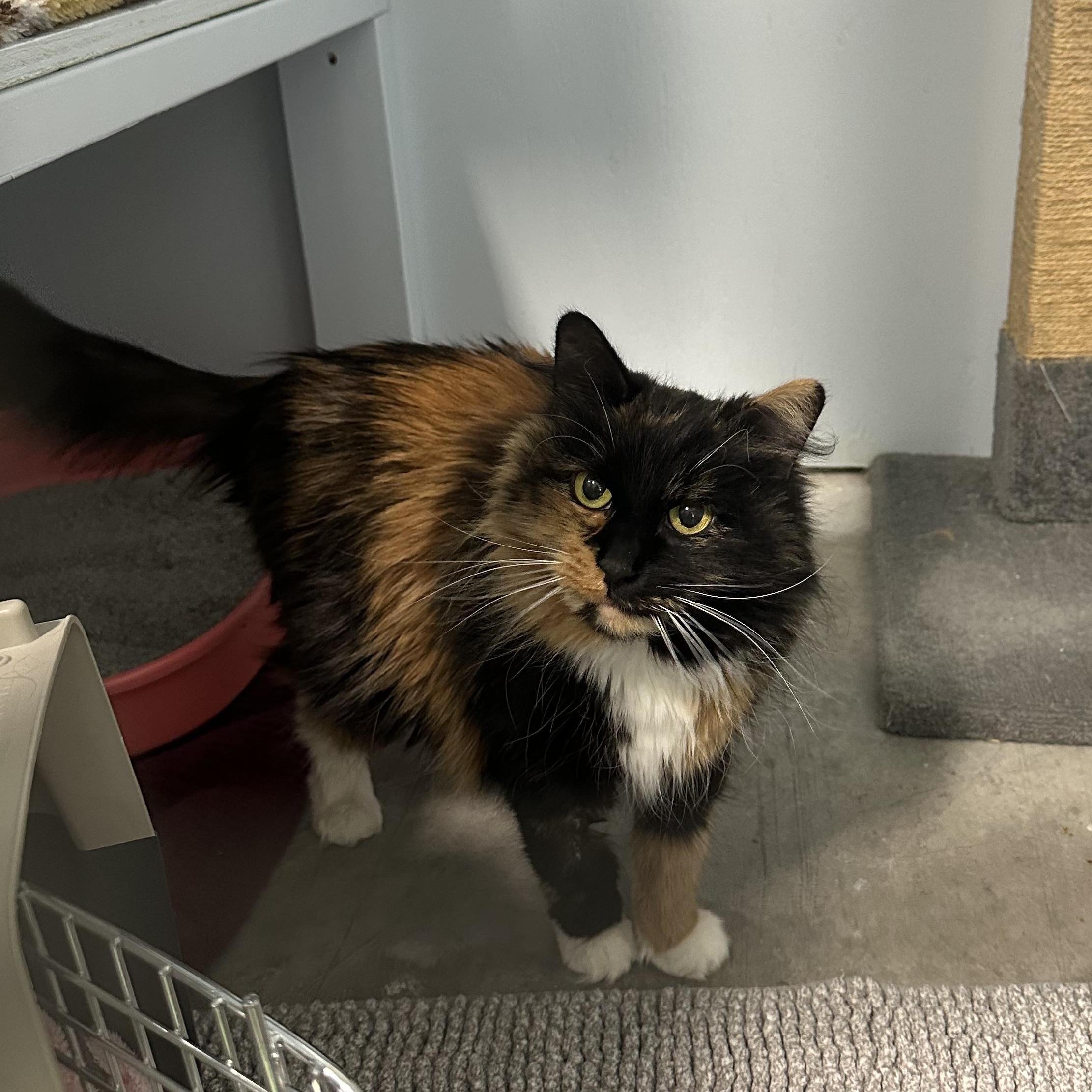 Enlarge Harley Quinn, an adopted Domestic Long Hair in Mission, BC image 4/4