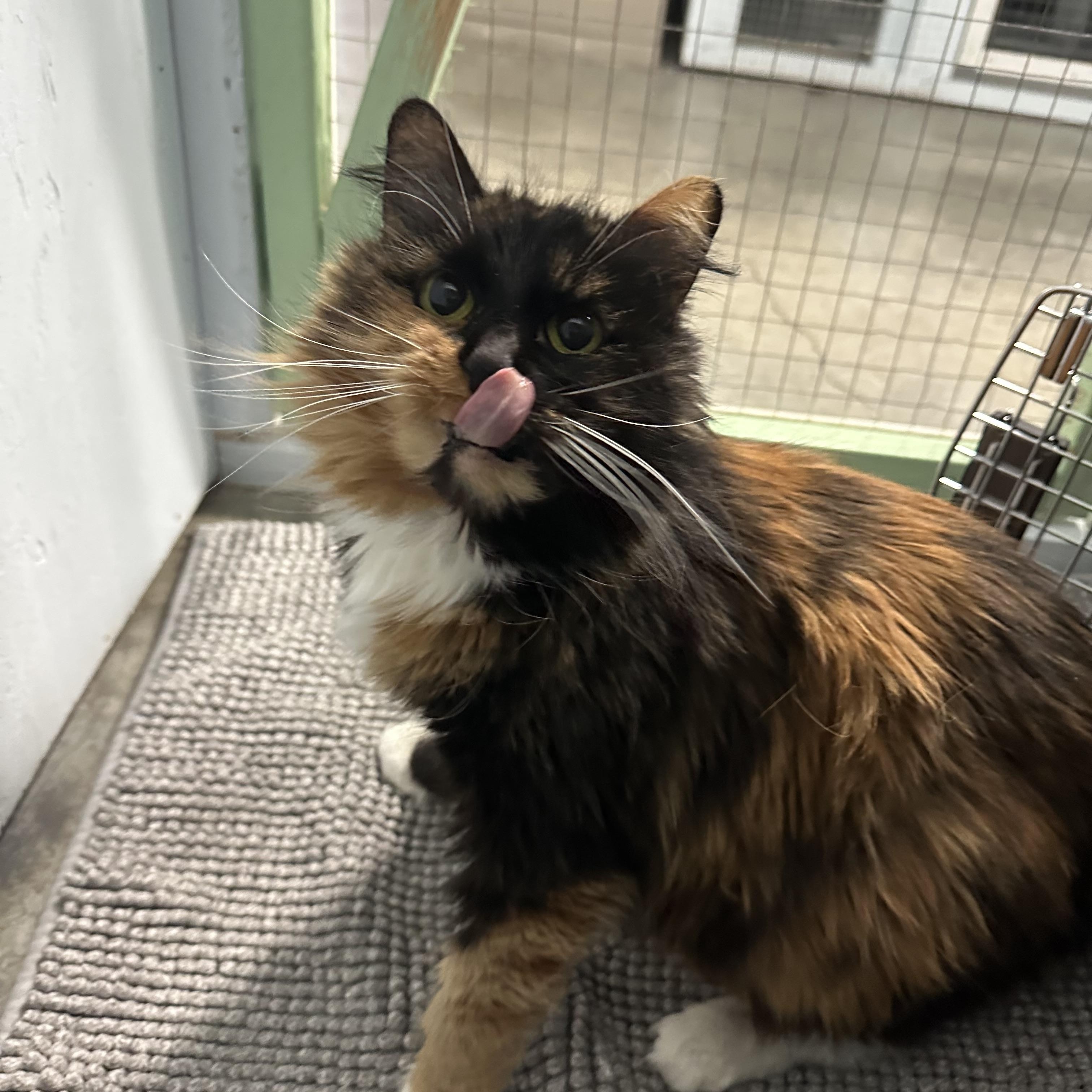 Enlarge Harley Quinn, an adopted Domestic Long Hair in Mission, BC image 2/4