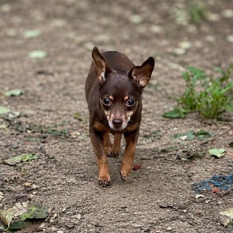 Pumpkin, an adoptable Chihuahua in Shinnston, WV image 4/4