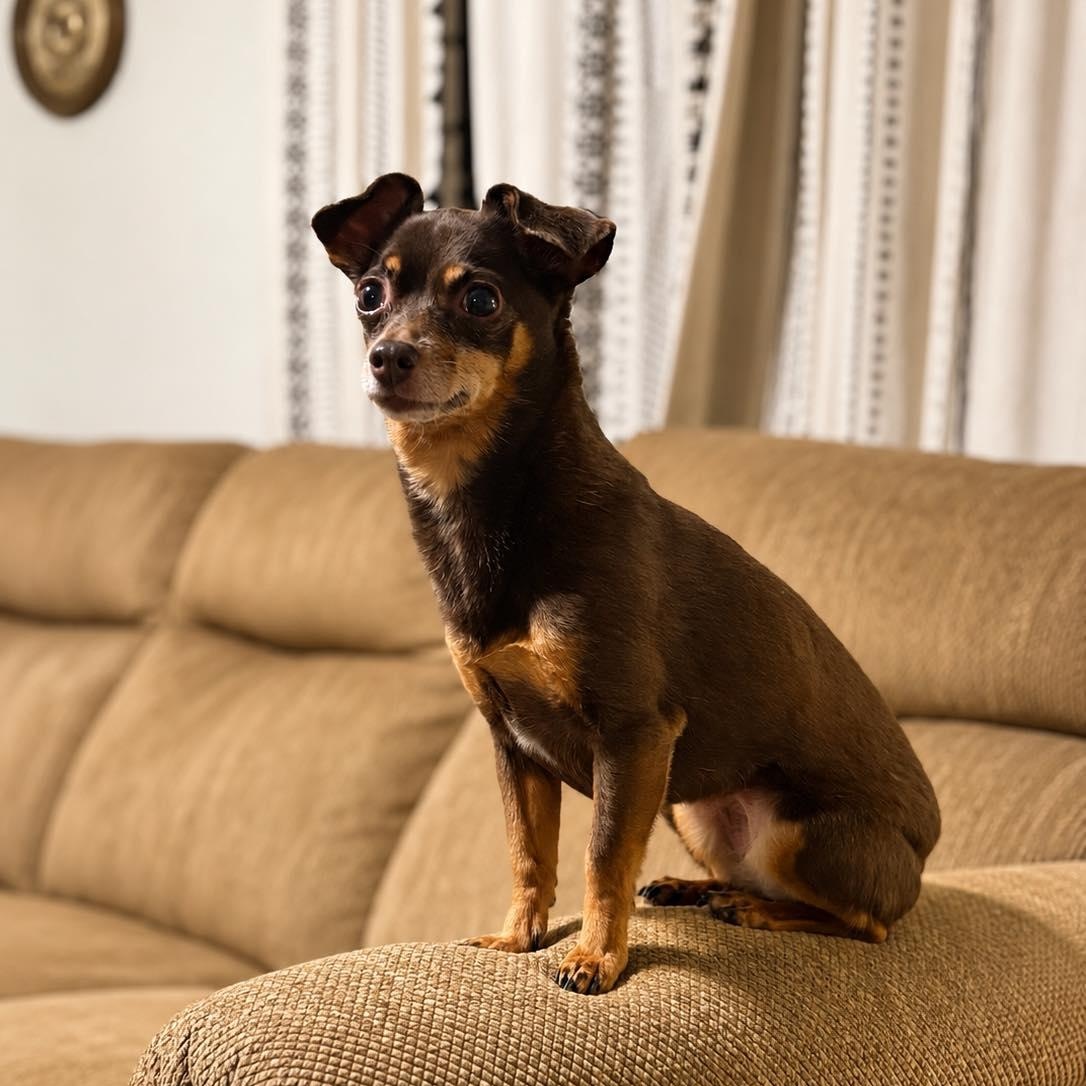 Pumpkin, a ADOPTABLE Chihuahua in Shinnston, WV image 2/3