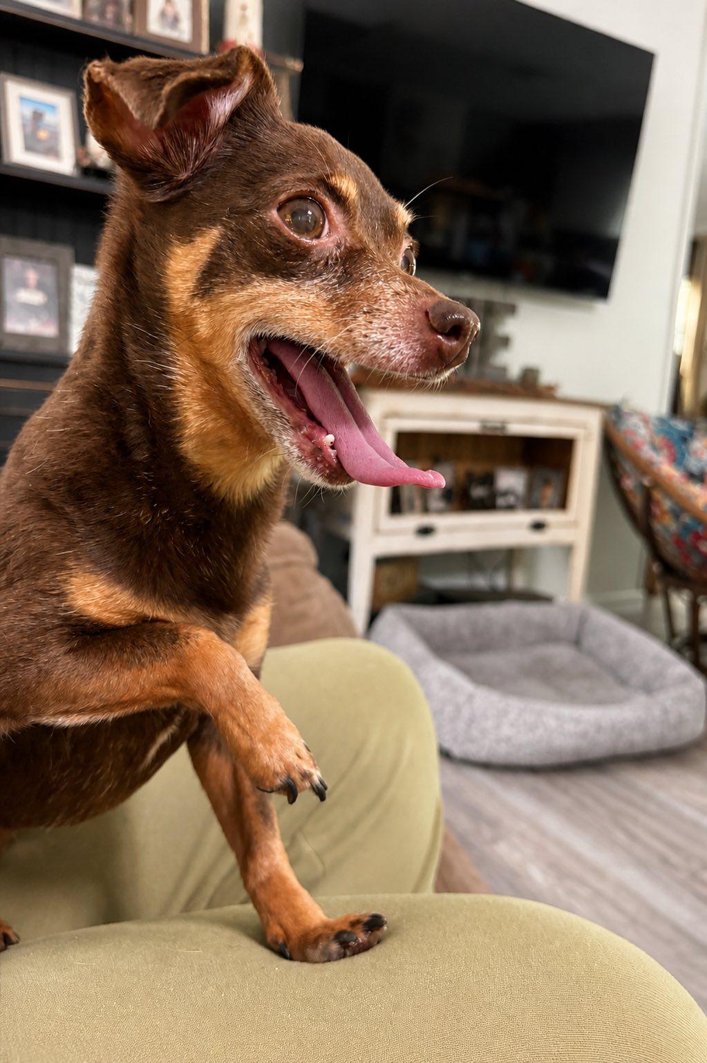 Pumpkin, a ADOPTABLE Chihuahua in Shinnston, WV image 3/3