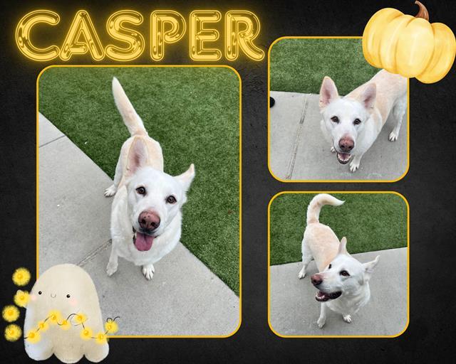 Enlarge CASPER, a Adoptable German Shepherd Dog in Pearland, TX image 1/1