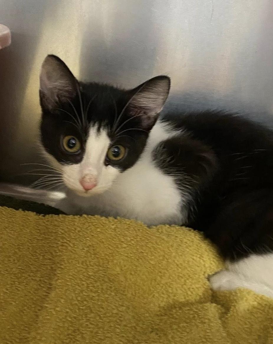 Flo, Adoptable, Young Female Domestic Medium Hair & Domestic Short Hair.
