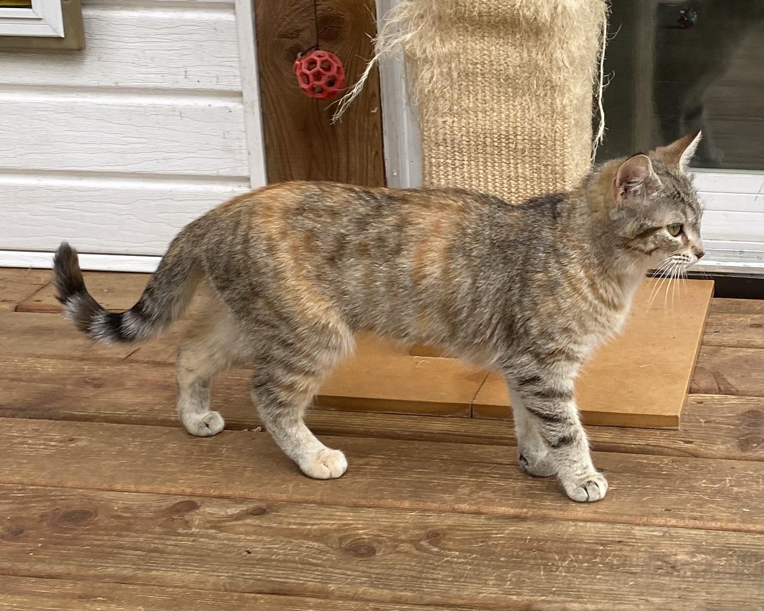 Suzette, an adoptable Tabby in Stanstead, QC image 3/5