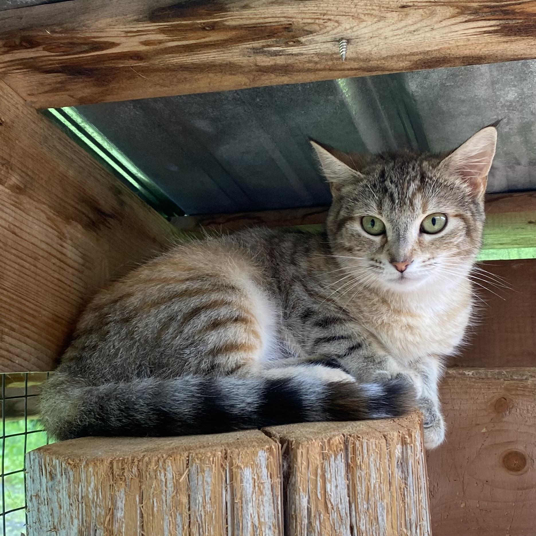 Suzette, an adoptable Tabby in Stanstead, QC image 2/5