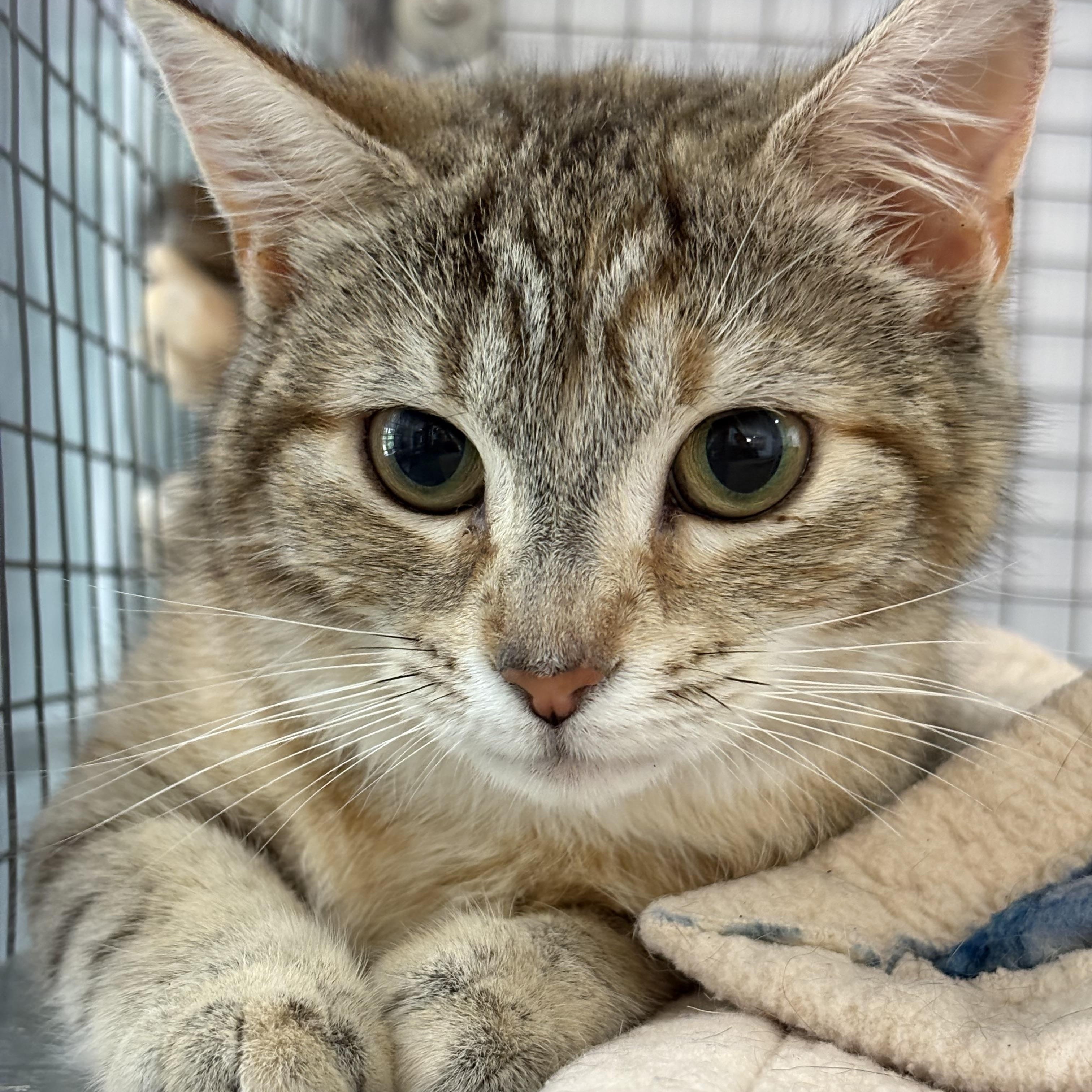 Suzette, an adoptable Tabby in Stanstead, QC image 1/5