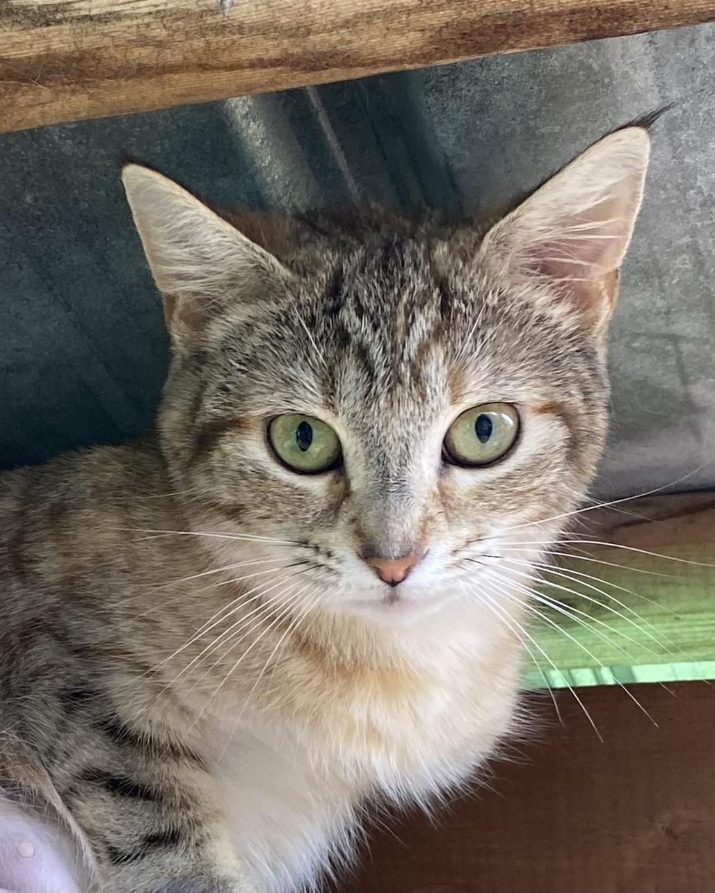 Suzette, an adoptable Tabby in Stanstead, QC image 4/5