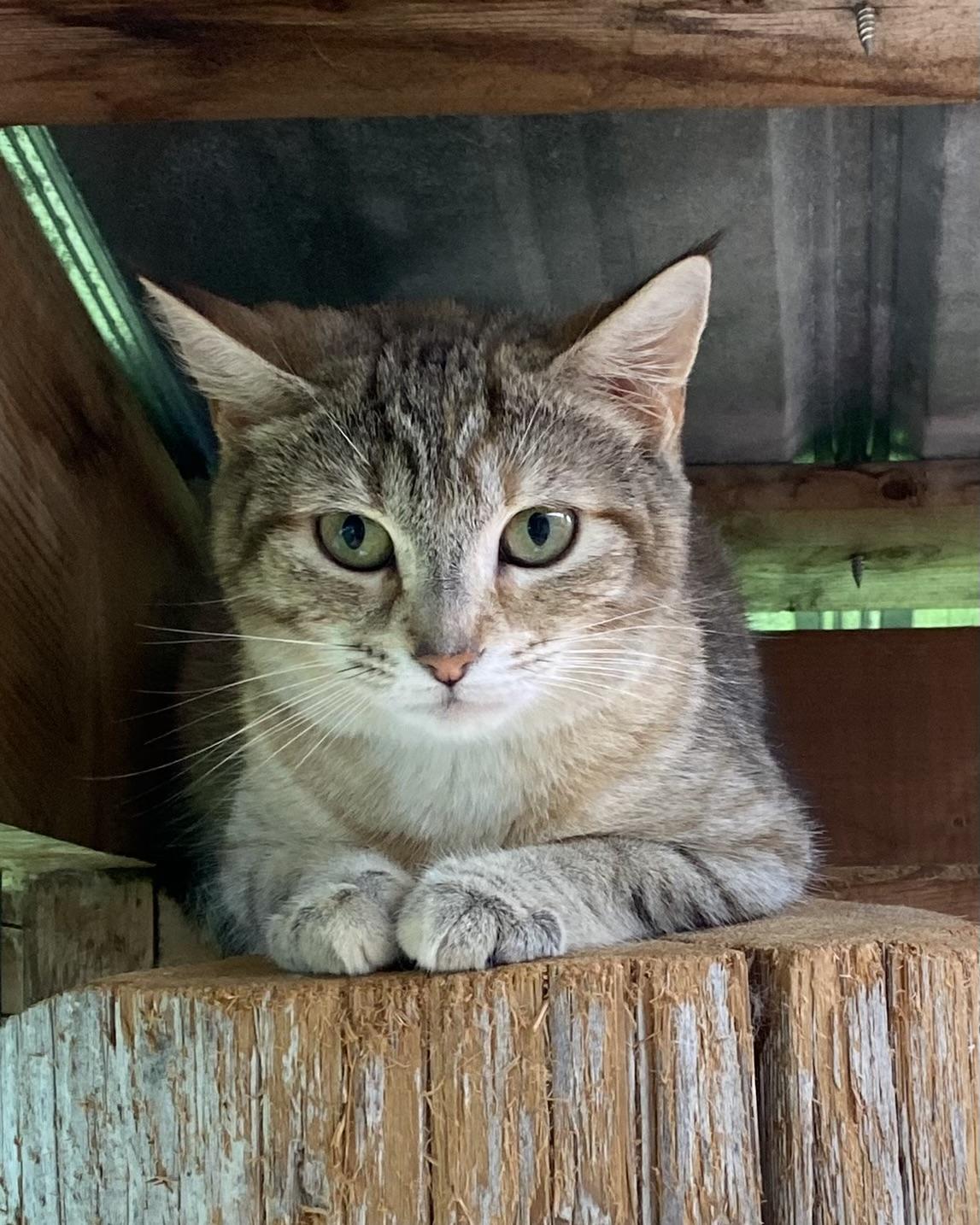 Suzette, an adoptable Tabby in Stanstead, QC image 5/5