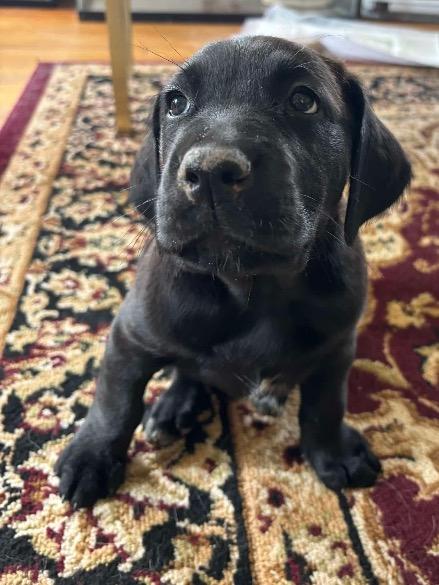Enlarge Pacey, a ADOPTABLE mixed breed in Albany, NY image 1/1