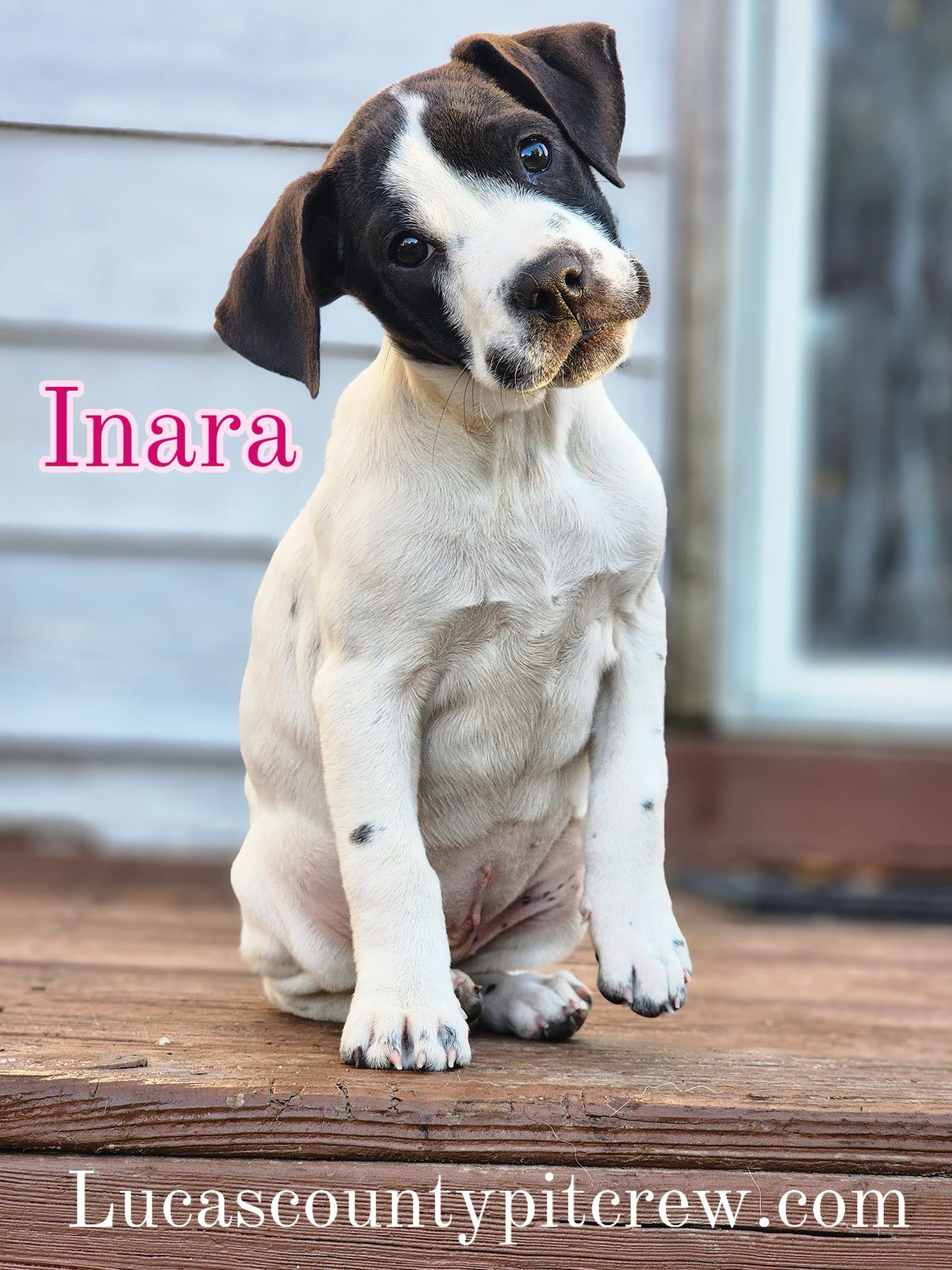 Inara, a Adoptable mixed breed in Toledo, OH image 3/3