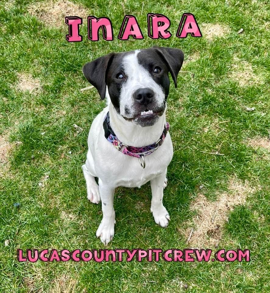 Inara, a Adoptable mixed breed in Toledo, OH image 2/3
