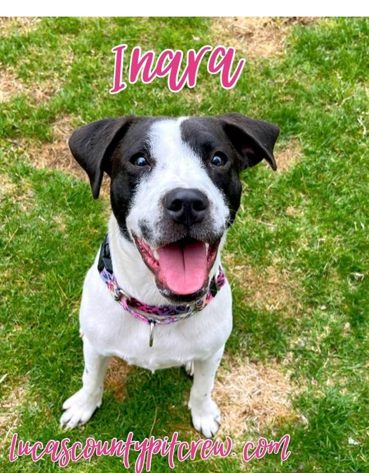 Inara, a Adoptable mixed breed in Toledo, OH image 1/3