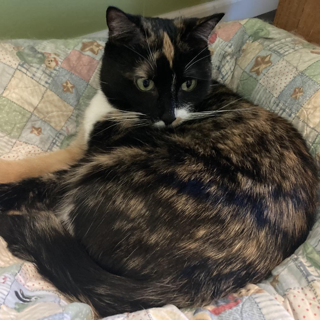 Sally, Adoptable, Adult Female Domestic Short Hair.