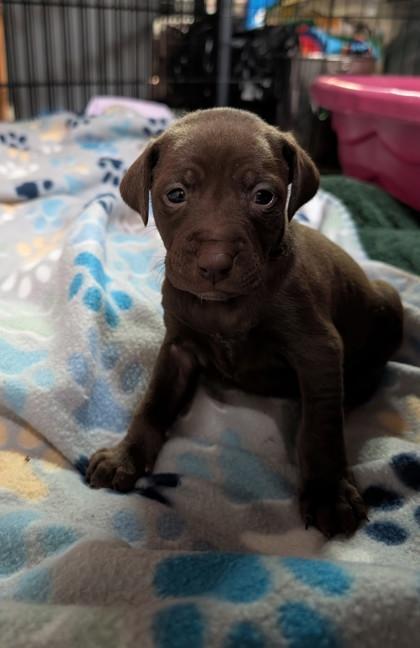 Enlarge Chicago, a Adoptable mixed breed in St. Anne, IL image 1/2