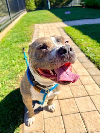 Enlarge Regal, a Adoptable mixed breed in Fallston, MD image 1/3