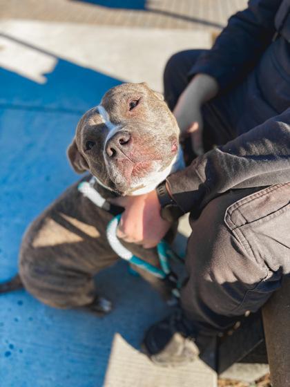 Regal, Adoptable, Adult Male Mixed Breed & Mixed Breed.