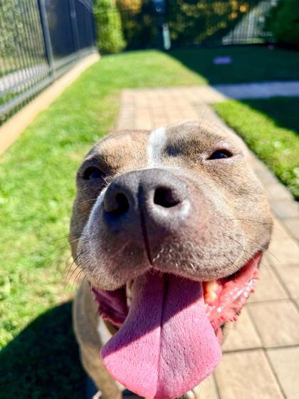 Regal, Adoptable, Adult Male Mixed Breed & Mixed Breed.