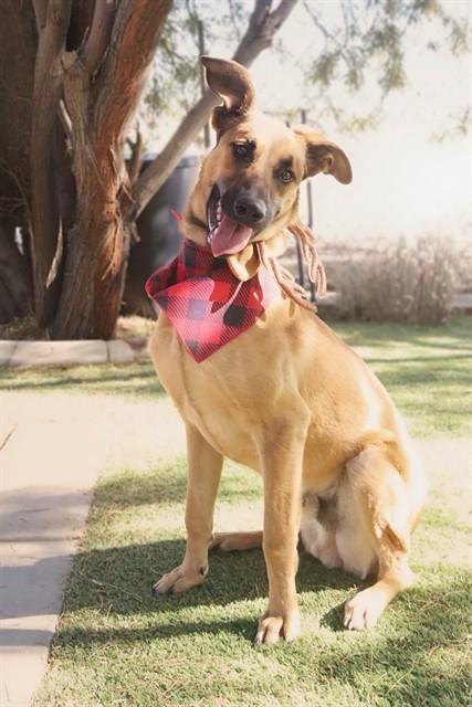 Enlarge Peppermint, a Adoptable Redbone Coonhound in Agua Dulce, CA image 2/4