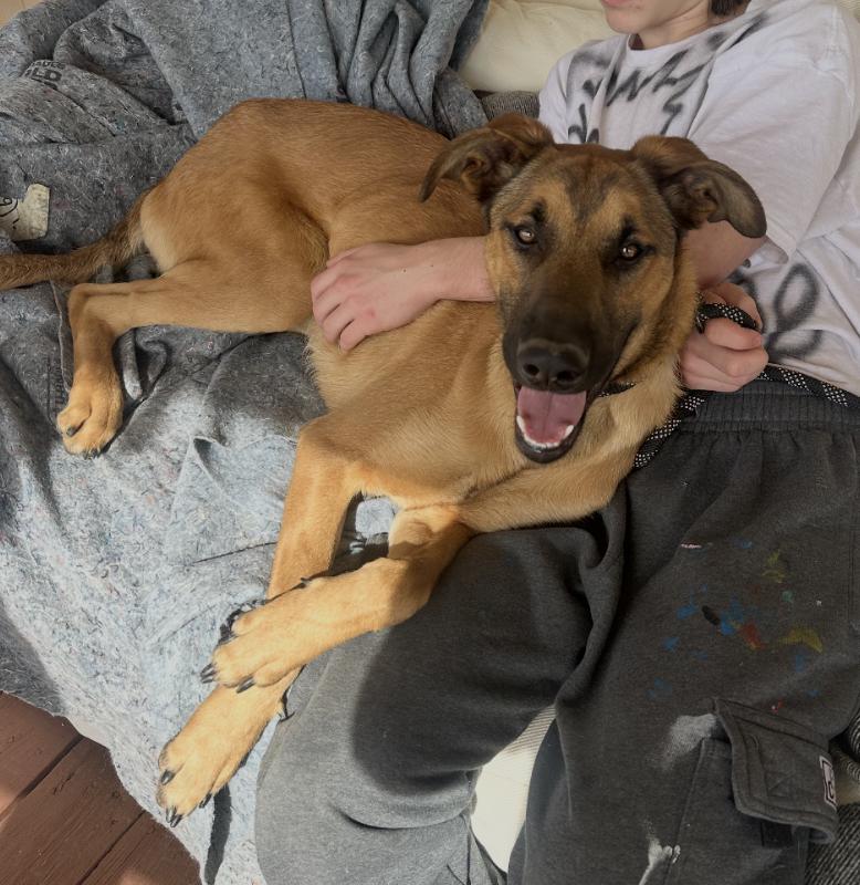 Enlarge Peppermint, a Adoptable Redbone Coonhound in Agua Dulce, CA image 2/4