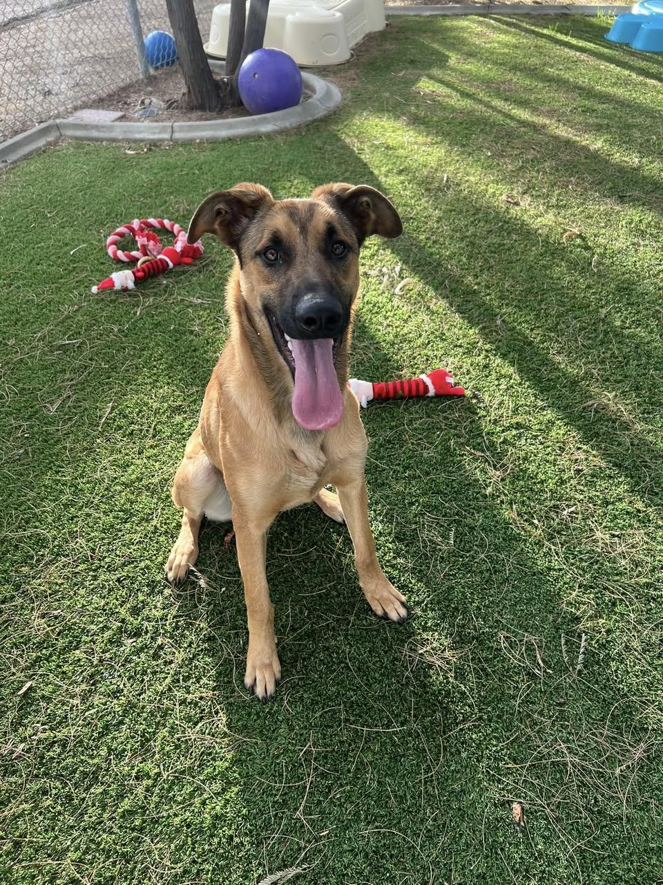 Enlarge Peppermint, a Adoptable Redbone Coonhound in Agua Dulce, CA image 3/4