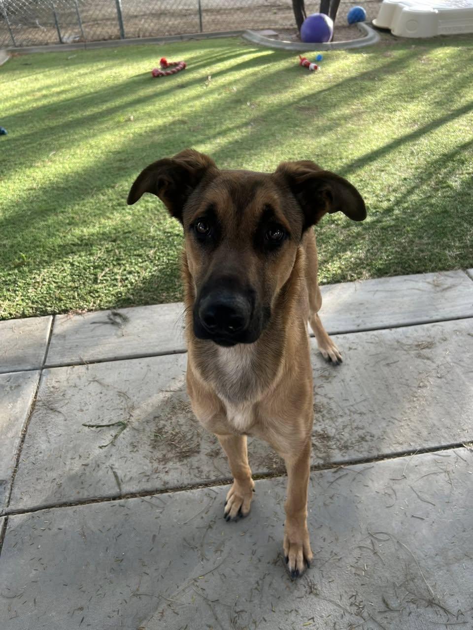 Peppermint thumbnail 4