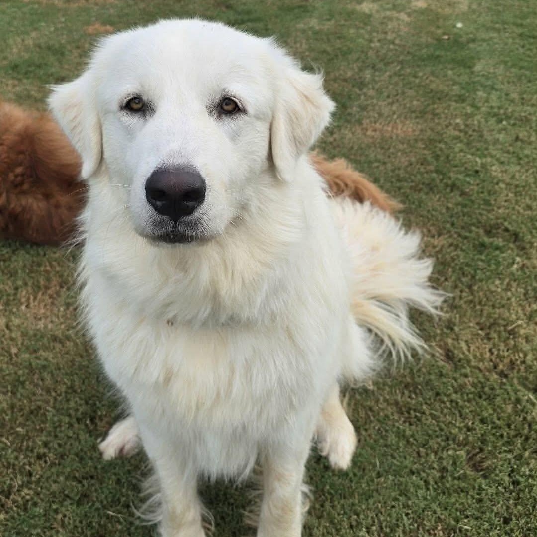 Daisy, Adoptable, Young Female Great Pyrenees.