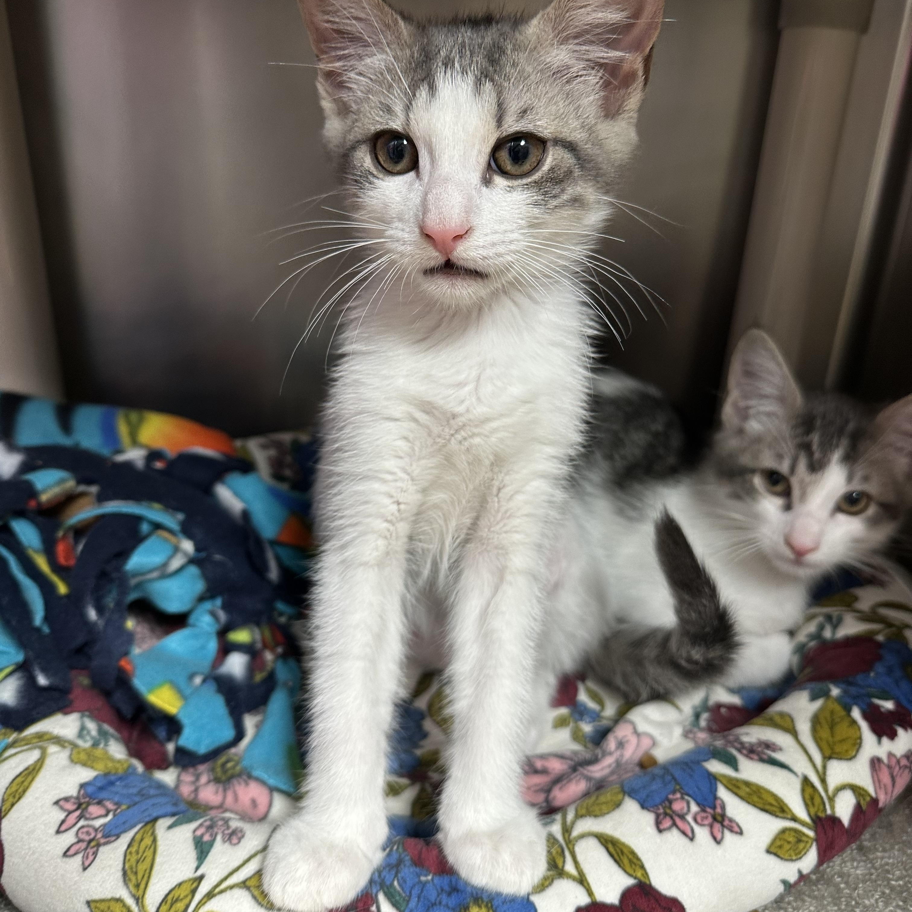 Hugo, Hendrix & Holly, ADOPTABLE, Kitten Female Domestic Short Hair.