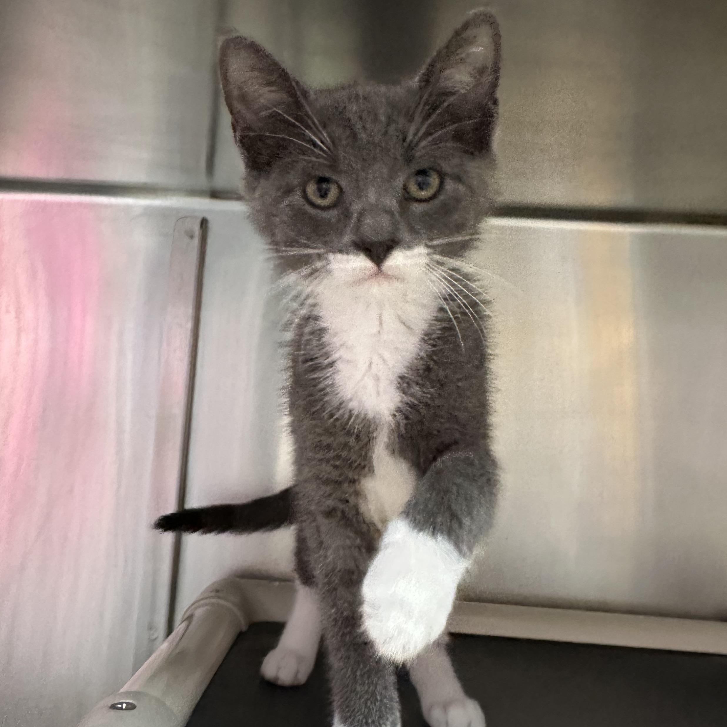Hugo, Hendrix & Holly, a ADOPTABLE Domestic Short Hair in Clifton, NJ image 2/6