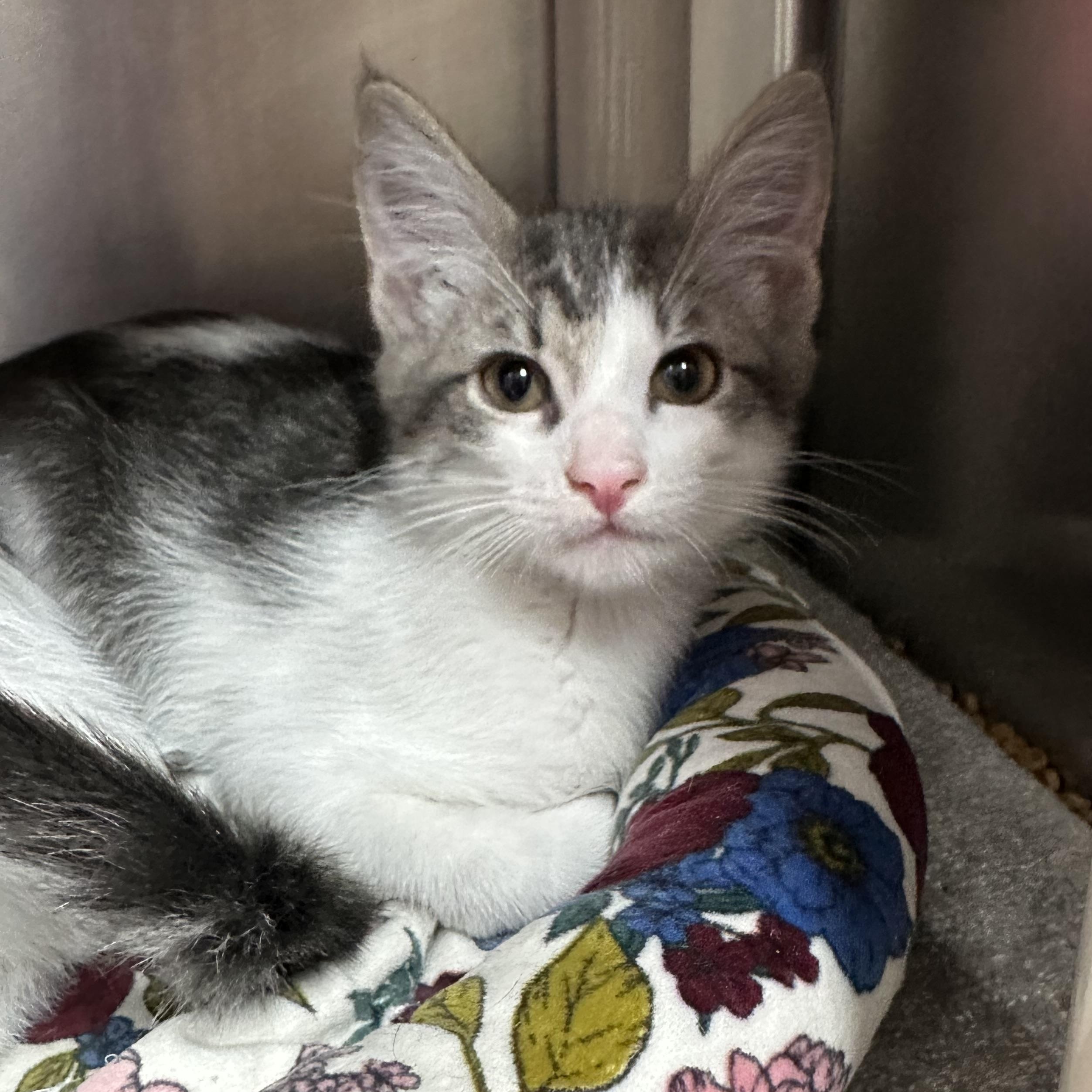 Hugo, Hendrix & Holly, a ADOPTABLE Domestic Short Hair in Clifton, NJ image 3/6
