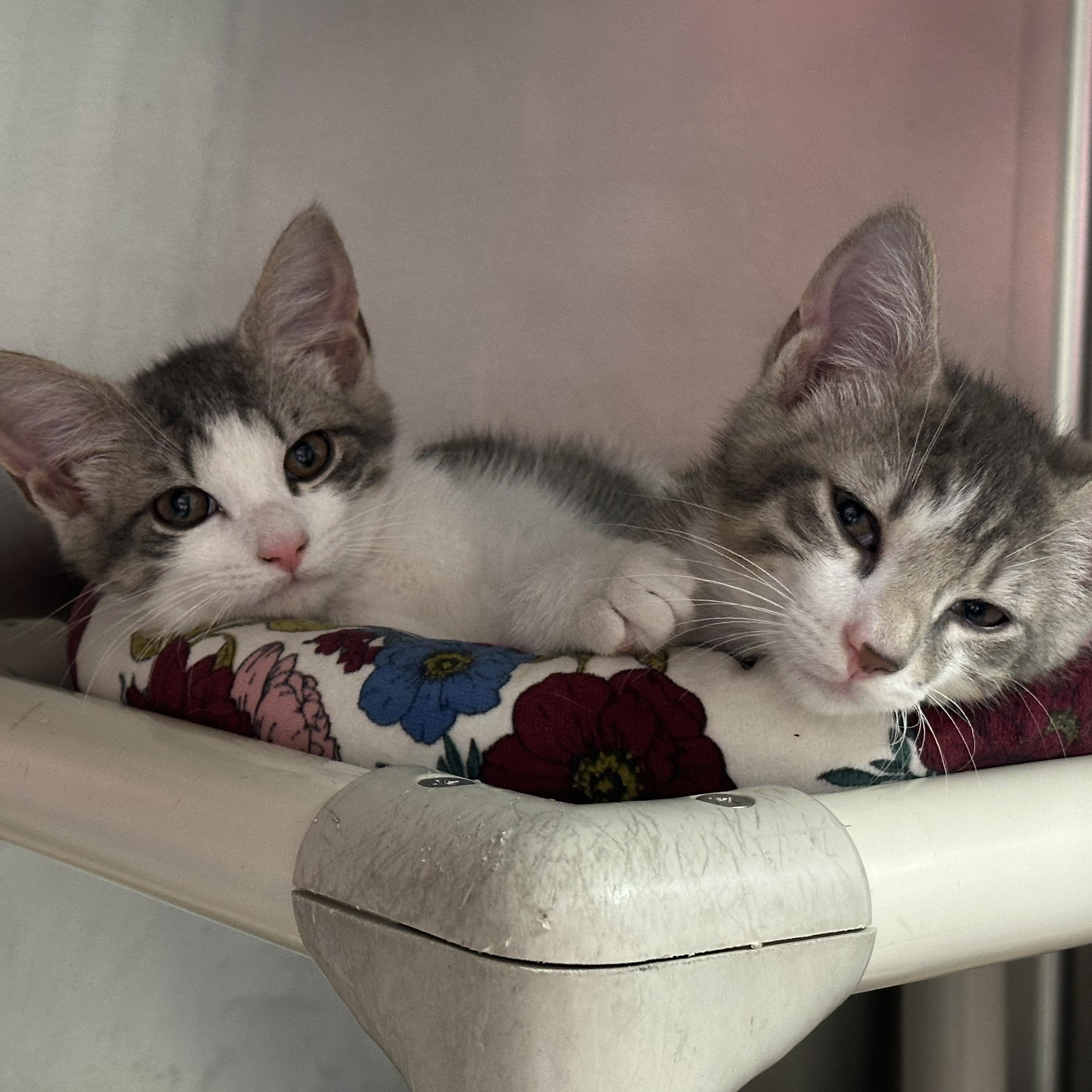 Hugo, Hendrix & Holly, a ADOPTABLE Domestic Short Hair in Clifton, NJ image 4/6
