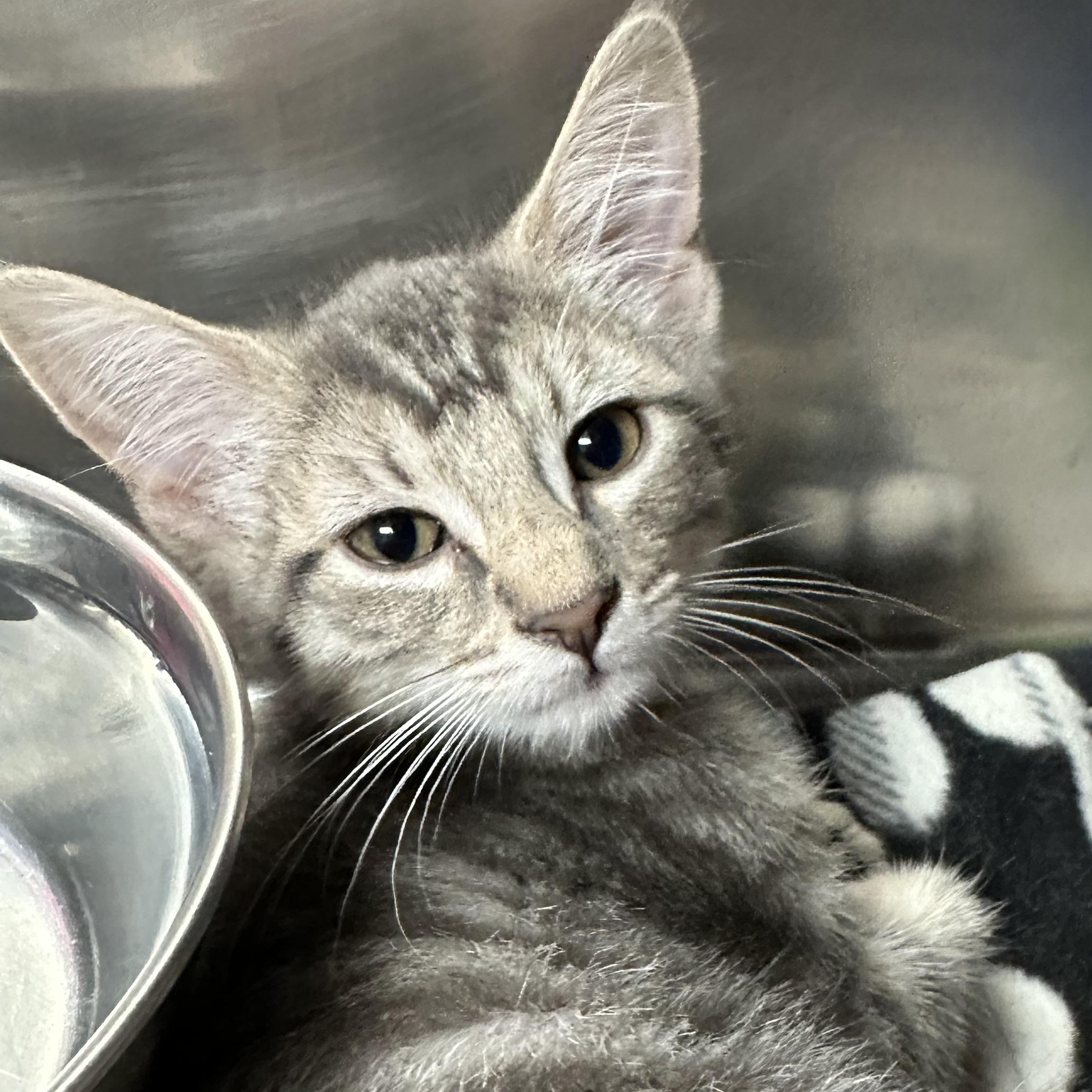 Hugo, Hendrix & Holly, a ADOPTABLE Domestic Short Hair in Clifton, NJ image 5/6