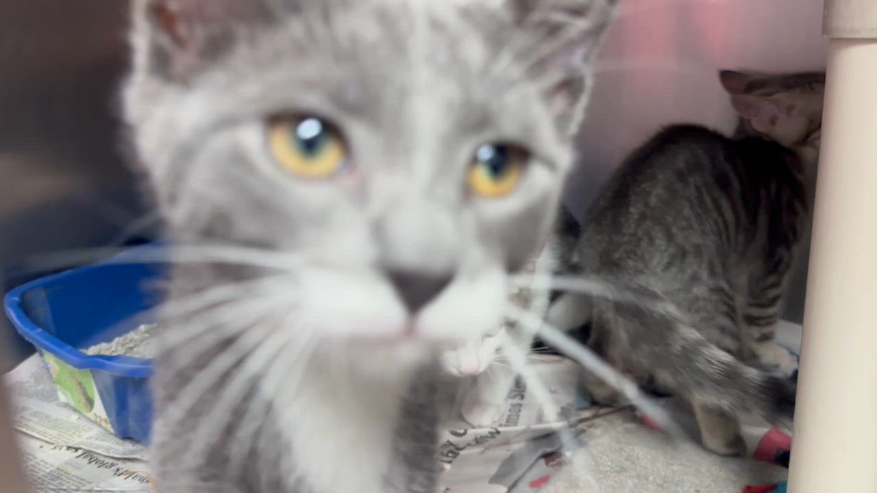 Enlarge Hugo, Hendrix & Holly, a ADOPTABLE Domestic Short Hair in Clifton, NJ video 6/6