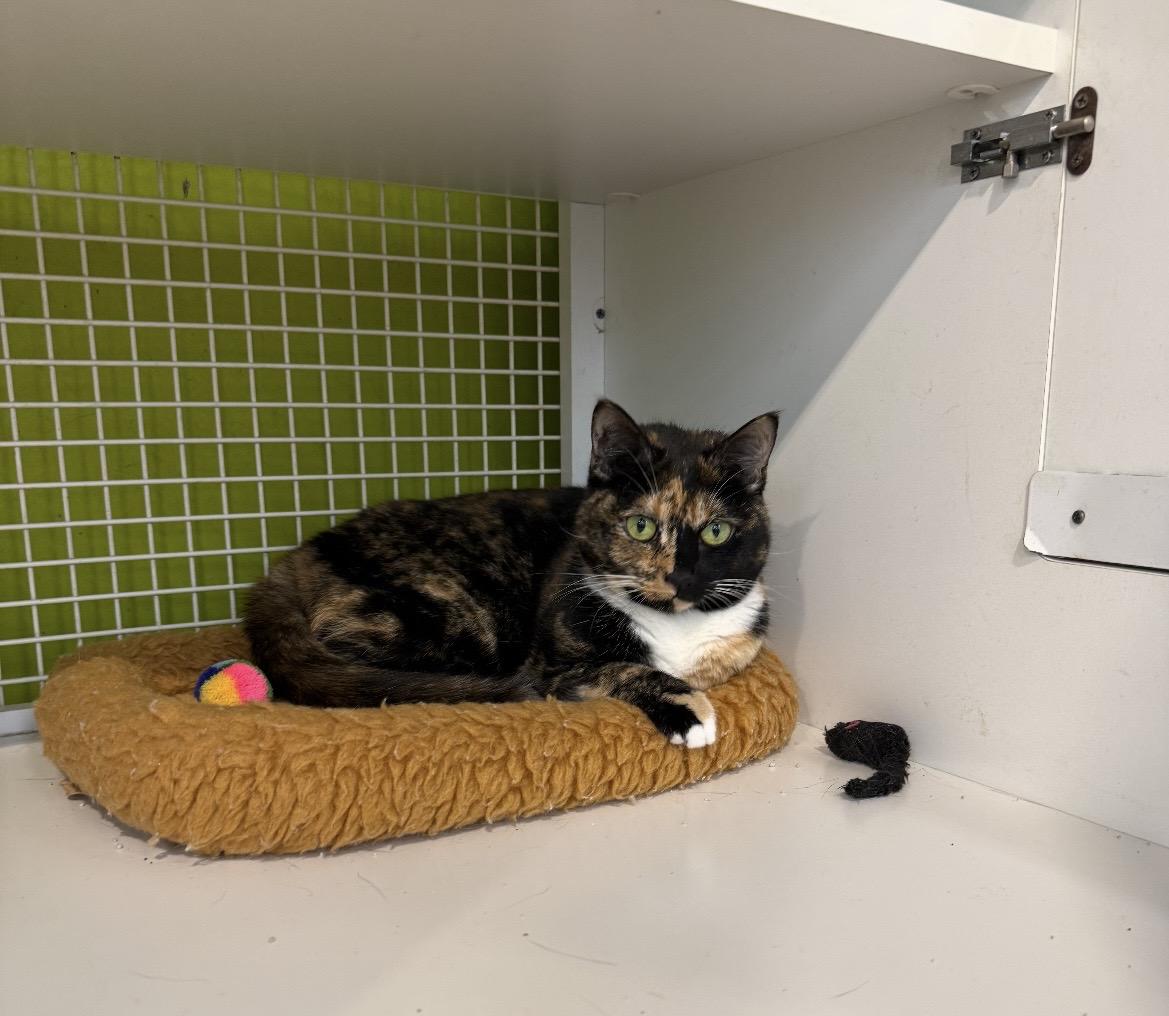 DoorDash, ADOPTABLE, Young Female Torbie.