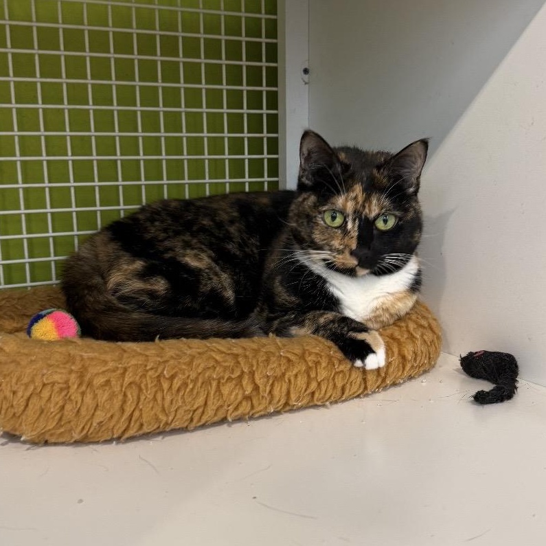 DoorDash, a ADOPTABLE Torbie in Kannapolis , NC image 1/4