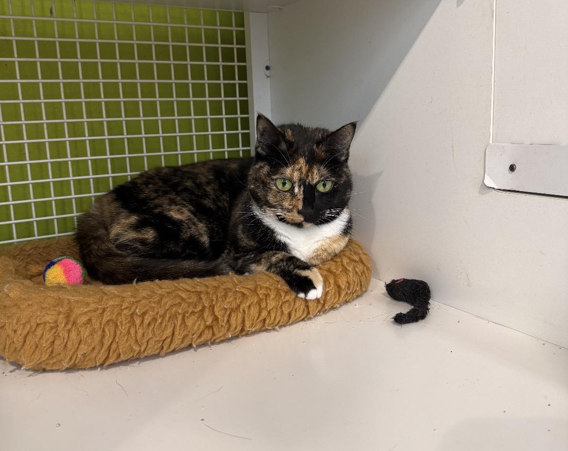 DoorDash, a ADOPTABLE Torbie in Kannapolis , NC image 6/6