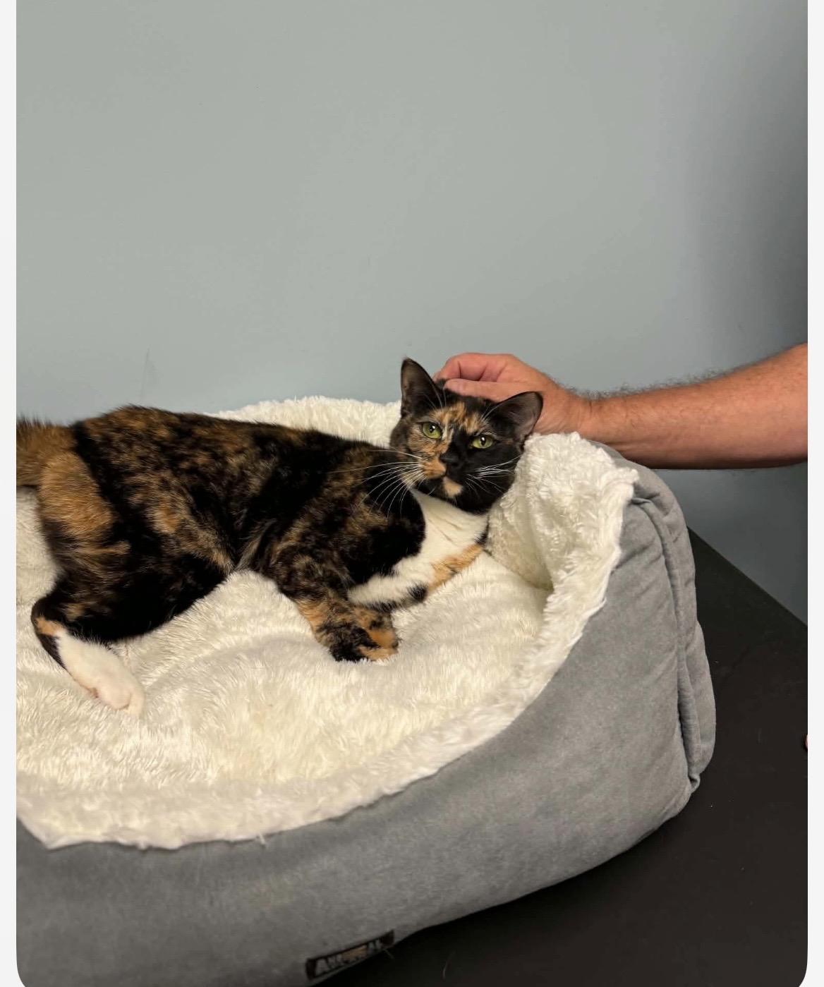 DoorDash, a ADOPTABLE Torbie in Kannapolis , NC image 5/6
